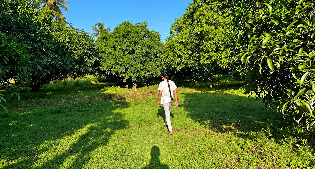 Sunny Orchard Walkway with Long Shadows