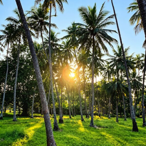 Golden Sunlight in a Coconut Palm Grove